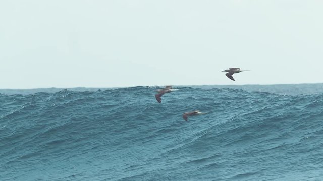 SLOW MOTION, CLOSE UP: Three playful seagulls fly close to the big ocean wave about to break into a perfect tube. Cinematic shot of birds flying above the rushing wave close to sunny tropical island.