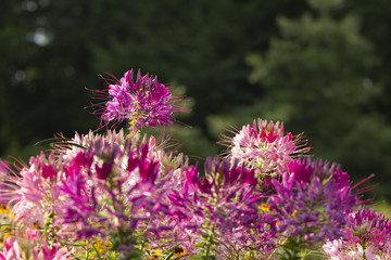 Obraz premium Beautiful Cleome spinosa or Spider flower in the garden close up