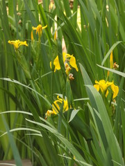 Obraz premium Natural flowers in close-ups
