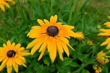 Rudbeckia hirta