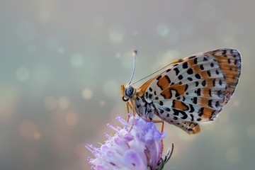 farfalla da sogno