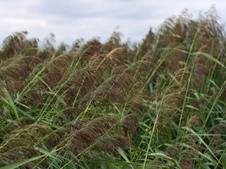 water reed in the wind