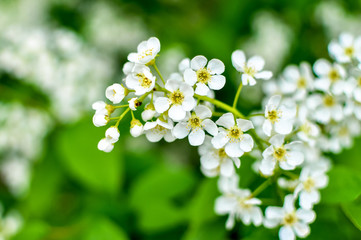 White cherry tree blossoms in an orchard