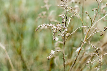 Dried field flower on a meadow