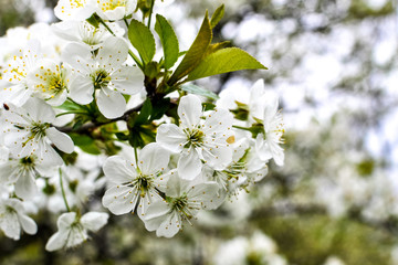 White cherry tree flowers while blossoming in an orchard