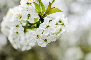 White cherry tree flowers blossoms at the orchard