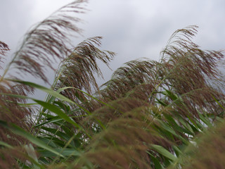 water reed in the wind