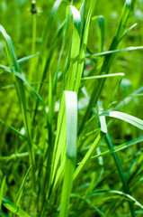 Blade of grass on a meadow in the afternoon sun