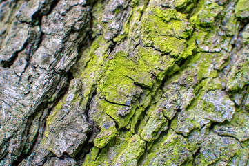 A colorfull tree bark with moss and fungus