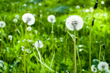 A meadow full of dandelions