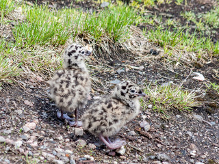 chicks on the rocks