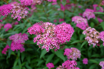 Fototapeta premium Spiraea x bumalda, Anthony Waterer