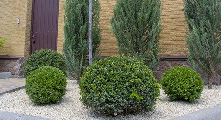 Lawn with plants. Boxwood, evergreen foliage plant