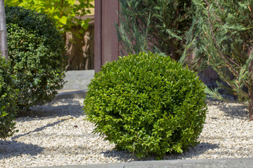 Lawn with plants. Boxwood, evergreen foliage plant