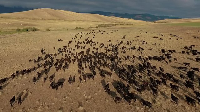 Amazing aerial over a western cattle drive on the plains of Montana.