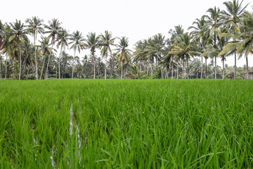 Rice fields, Bali ,Indonesia