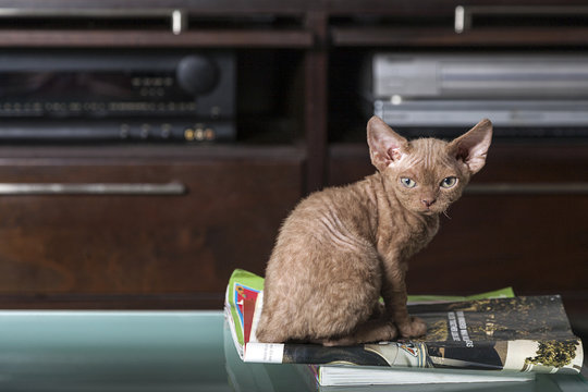 Chocolate Devon Rex Sitting