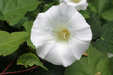 Hedge bindweed flower