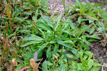 Lychnis flos-cuculi