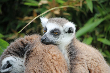 Ring-tailed lemurs resting together