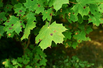 green maple leaves affected by Black Spot infection