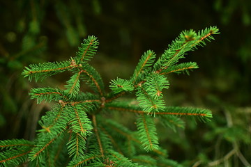 green spruce branches