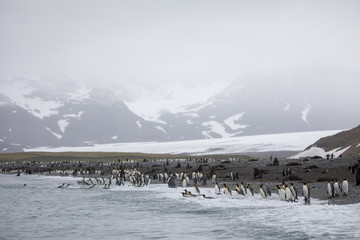 penguin in the arctic