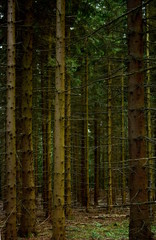 las świerkowy latem, pnie drzew © rosali