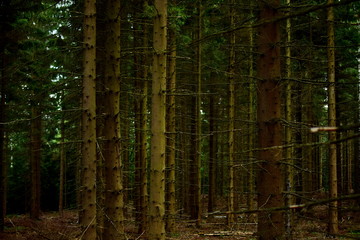 spruce forest scenery, spruce trunks