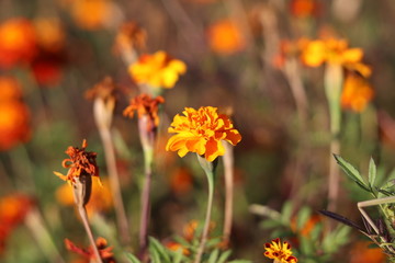 Tagetes patula 'Tiger Eyes'. Marigold