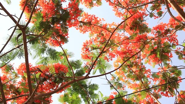 Panning clip of blooming flame of the forest or bastard teak tree, with more flowers than leaves in full bloom.
