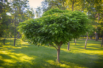 catalpa with a beautiful crown on the green grass on in summer day