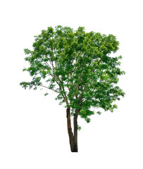 Fototapeta premium Trees isolated on white background