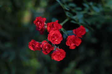 Red roses in the garden