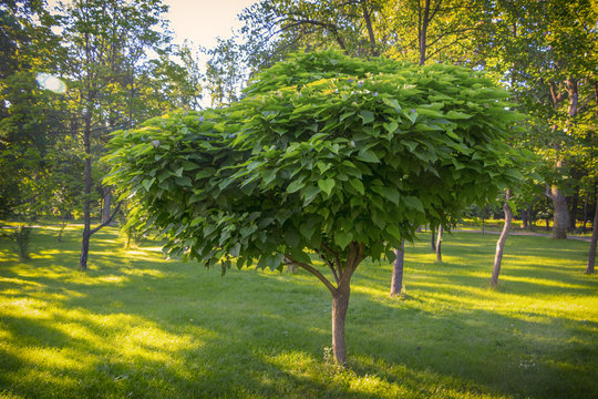 catalpa with a beautiful crown on the green grass on in summer day