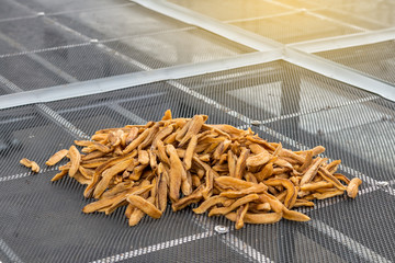 Close-up of dried banana in Greenhouse Solar dryer.