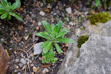 Saxifraga callosa