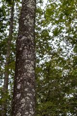 Long stem of the tree in the green leafy forest.