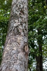 Obraz premium Long stem of the tree in the green leafy forest.