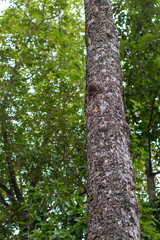 Obraz premium Long stem of the tree in the green leafy forest.