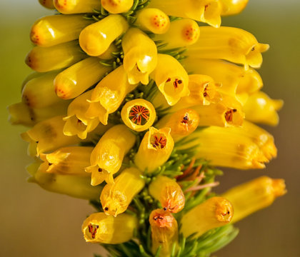 Erica patersonii