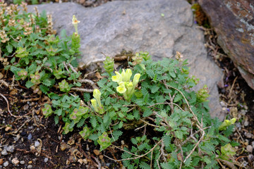 Fototapeta premium Scutellaria orientalis