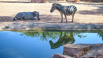 Fototapeta na wymiar Two zebras beside a pond in the middle