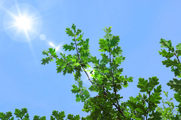 Obraz premium Oak tree branches and leaves against a blue sky with lens flare