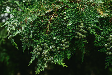 Green branches of an evergreen plant cypress