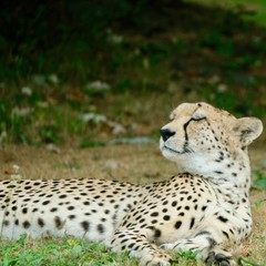 Leopard bathing in the sun