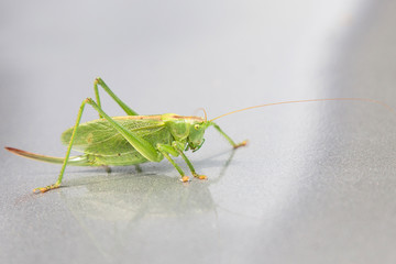 Кузнечик на поверхности машины