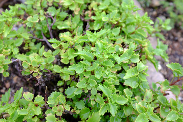 Sedum populifolium