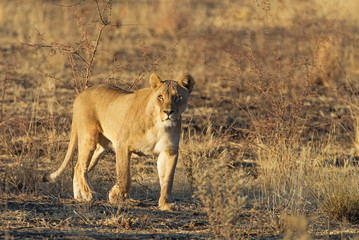 Fototapeta na wymiar Lioness at sunrise in Ongava Game Reserve near Etosha National Park