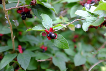Lonicera ledebourii, USA